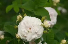 _MG_9937.webp