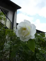 P1080021Schneewittchen.webp