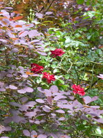 P1070983Rose im Rerrückenstrauch.JPG