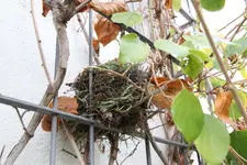 Vogelnest 0424.webp