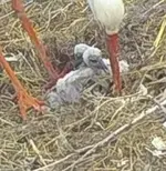 Screenshot_20250525_160723_Samsung Internet.webp