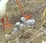 Screenshot_20250525_160551_Samsung Internet.webp