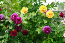 _MG_9600.webp