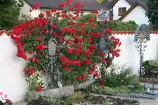 Elterngrab1719.webp