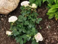 IMG_20250524_180003.webp