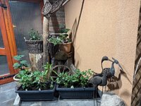 IMG_6876.jpeg