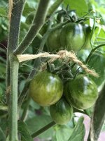 IMG_0461.jpeg