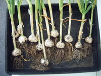 Knoblauch 2406 (2).JPG