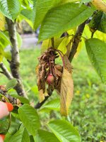 IMG_20250526_083942.jpg