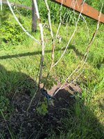 IMG_20250525_173206.jpg