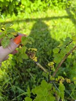 IMG_20250525_173044.jpg