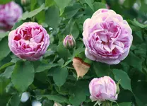_MG_9359.webp