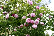 _MG_9501.webp