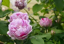 _MG_9792.webp