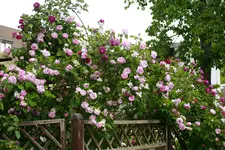 _MG_9856.webp