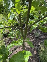 IMG_3653.jpeg