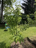 IMG_3650.jpeg