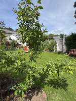 IMG_3651.jpeg