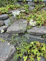 IMG_8635.jpeg