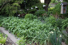 Gemüsegarten 1325.JPG