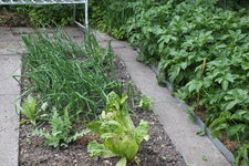 Gemüsegarten 1425.JPG