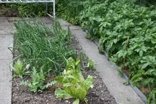Gemüsegarten 1425.webp