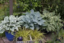 Hosta     1825.webp