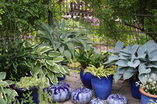 Hosta     1925.JPG