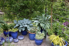 Hosta     2025.JPG