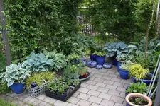 Hostaparade     0125.webp