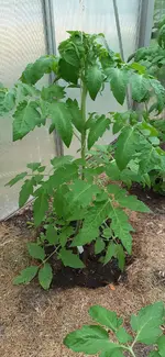 20250526_191720.webp