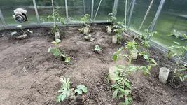 IMG_4488.jpeg