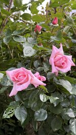 IMG_4464.jpeg