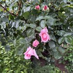 IMG_4459.jpeg