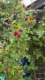 IMG_4466.jpeg