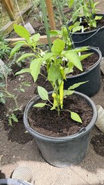 IMG_4476.jpeg