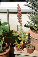 Echium wildpretii 2024 - 1.JPG Echium wildpretii 2024 - 1.JPG
