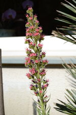 Echium wildpretii 2024 - 2.JPG Echium wildpretii 2024 - 2.JPG