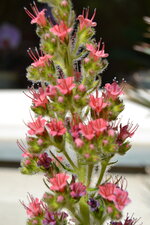 Echium wildpretii 2024 - 3.JPG