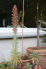 Echium wildpretii 2025 - 1.JPG Echium wildpretii 2025 - 1.JPG