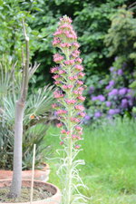 Echium wildpretii 2025 - 2.JPG Echium wildpretii 2025 - 2.JPG