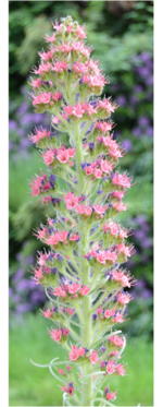 Echium wildpretii 2025 - 3.png Echium wildpretii 2025 - 3.png