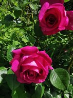 IMG_20250526_145911.jpg
