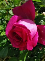 IMG_20250526_145902.jpg