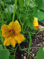 IMG_20250525_160337.jpg