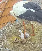 Screenshot_20250527_081217_Samsung Internet.webp