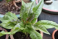 Spargelsalat 0125.webp