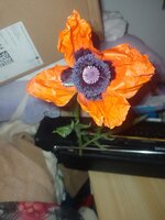IMG_20250523_062134.jpg