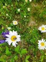 IMG_20250517_115756_1~2.jpg