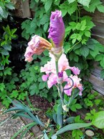 IMG_20250517_115413_1.jpg